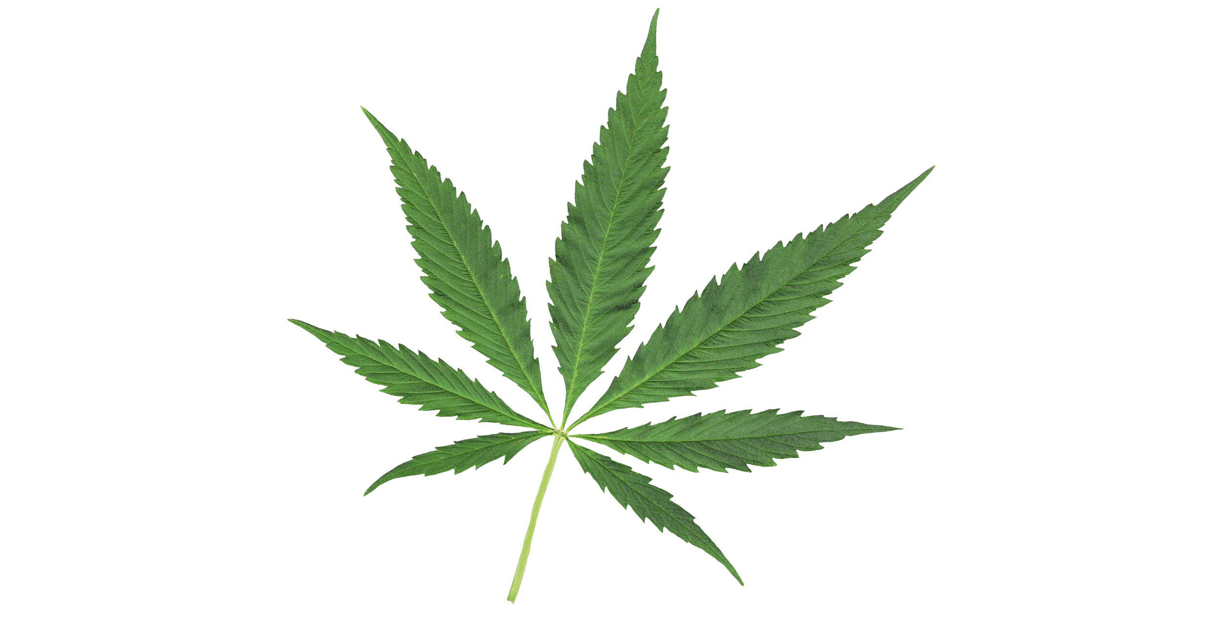 Symbolhafte Darstellung der Blätter des Hanfes (Cannabis) als abhängigkeitserzeugendes Mittel.