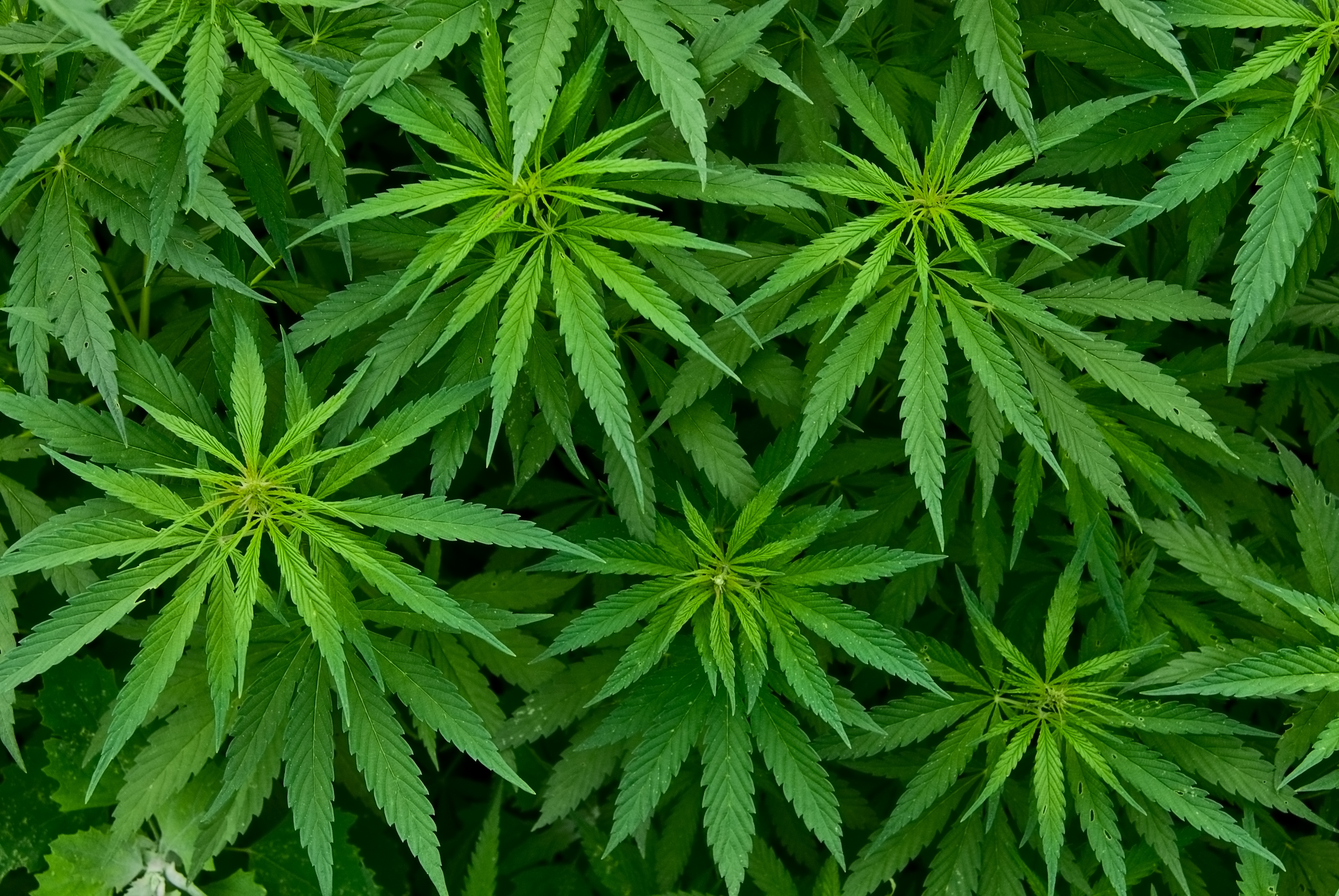 Abbildung von mehreren Marihuana-Pflanzen.