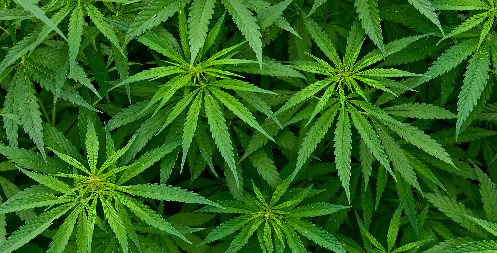 Abbildung von mehreren Cannabis-Pflanzen.