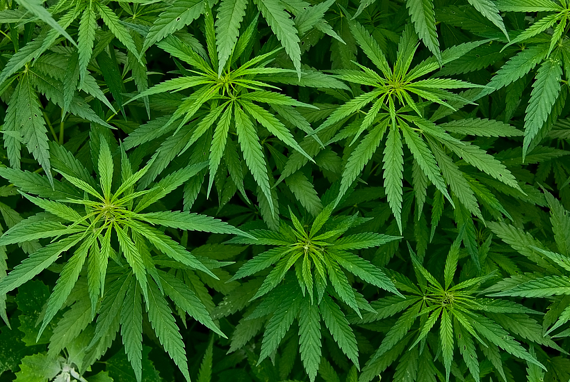 Abbildung von mehreren Cannabis-Pflanzen.