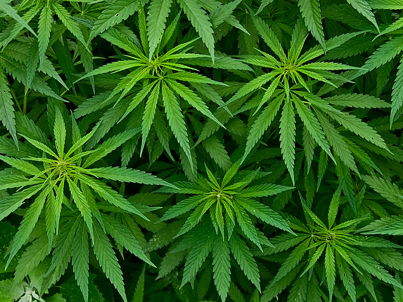 Abbildung von mehreren Marijuana-Pflanzen.