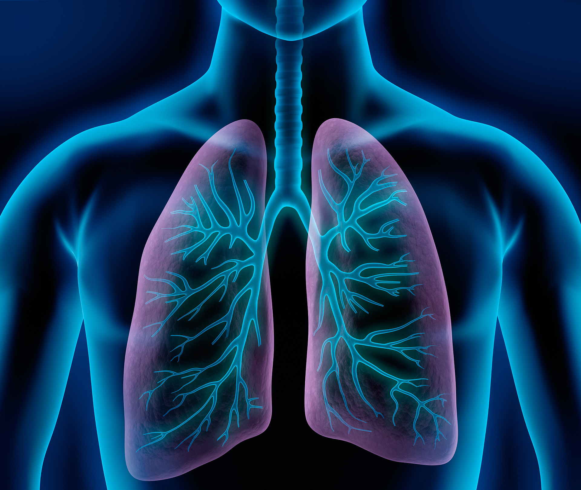 In einem Oberkörper sind der Thorax und die Lunge zu sehen.