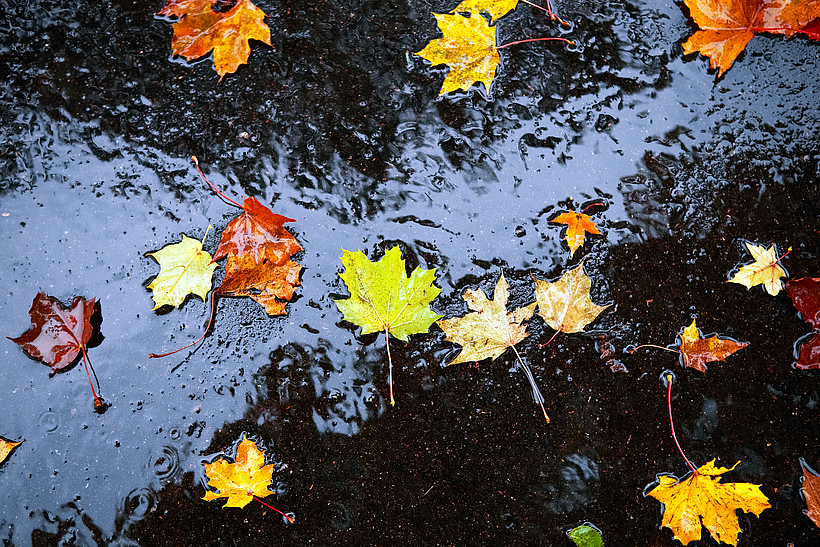 Bunte Blätter liegen auf einer nassen Straße.